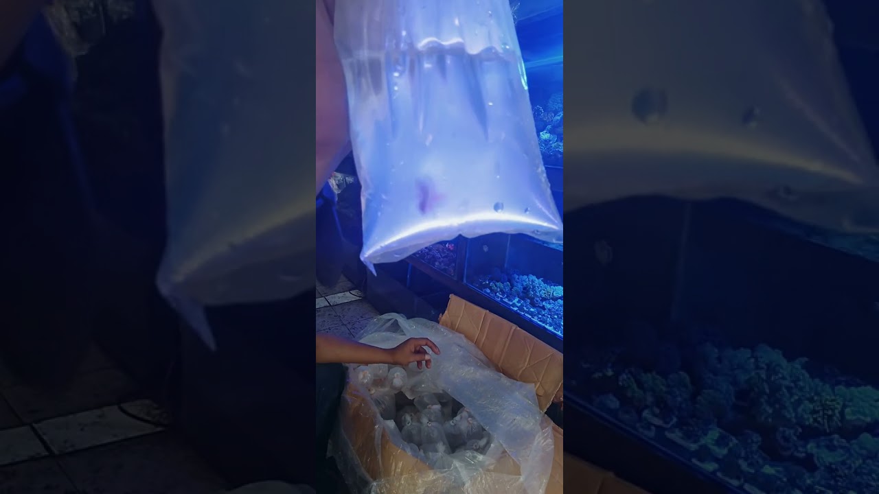Unboxing ikan hias air laut