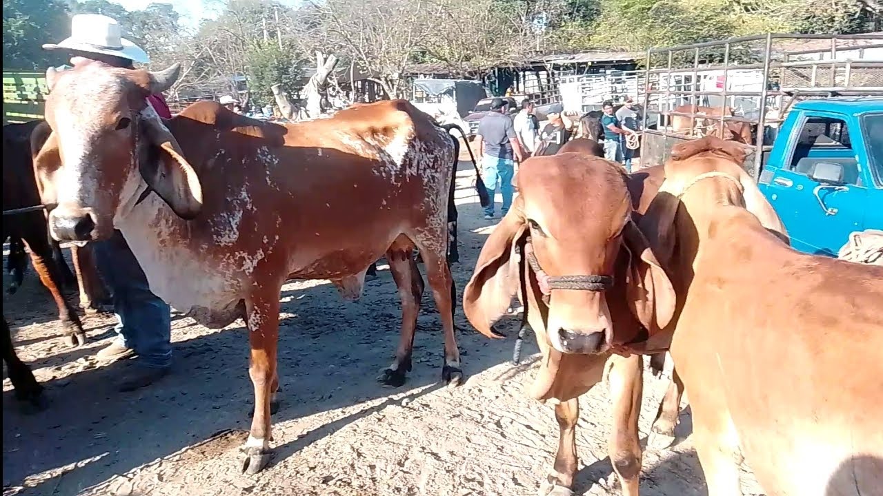 Precio de vacas en Santiago Nonualco 