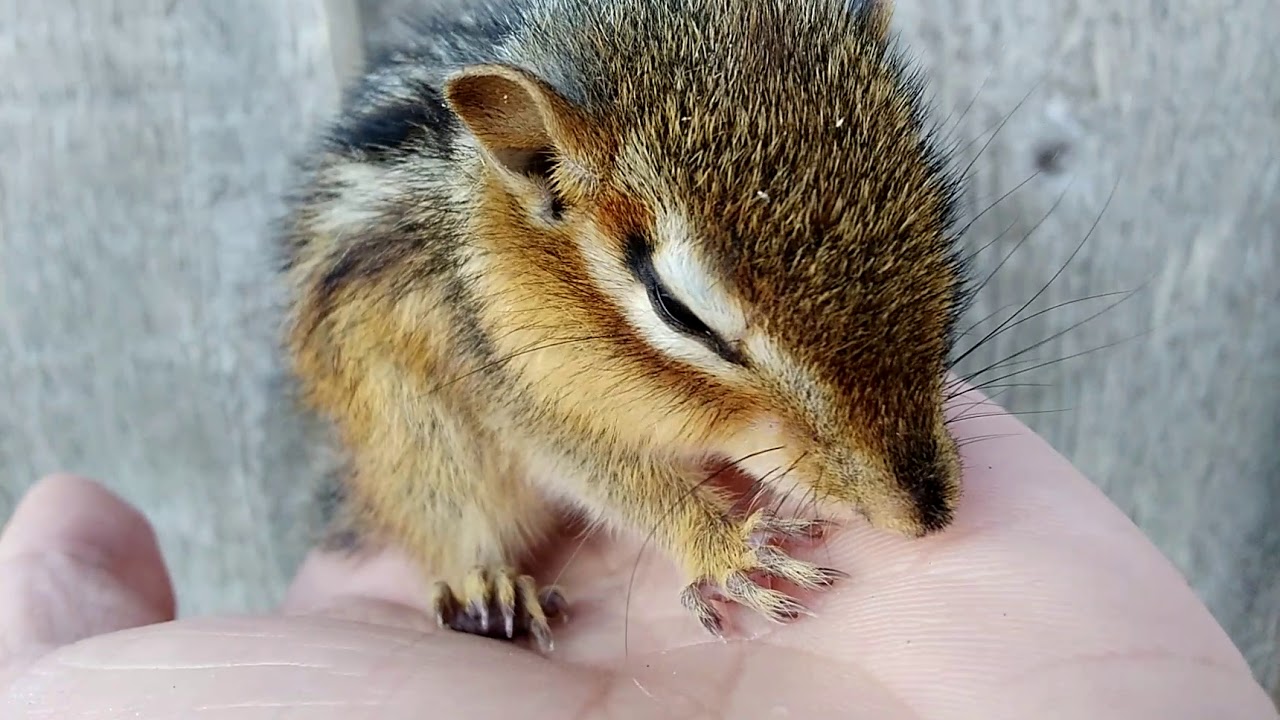 I rescued a baby chipmunk