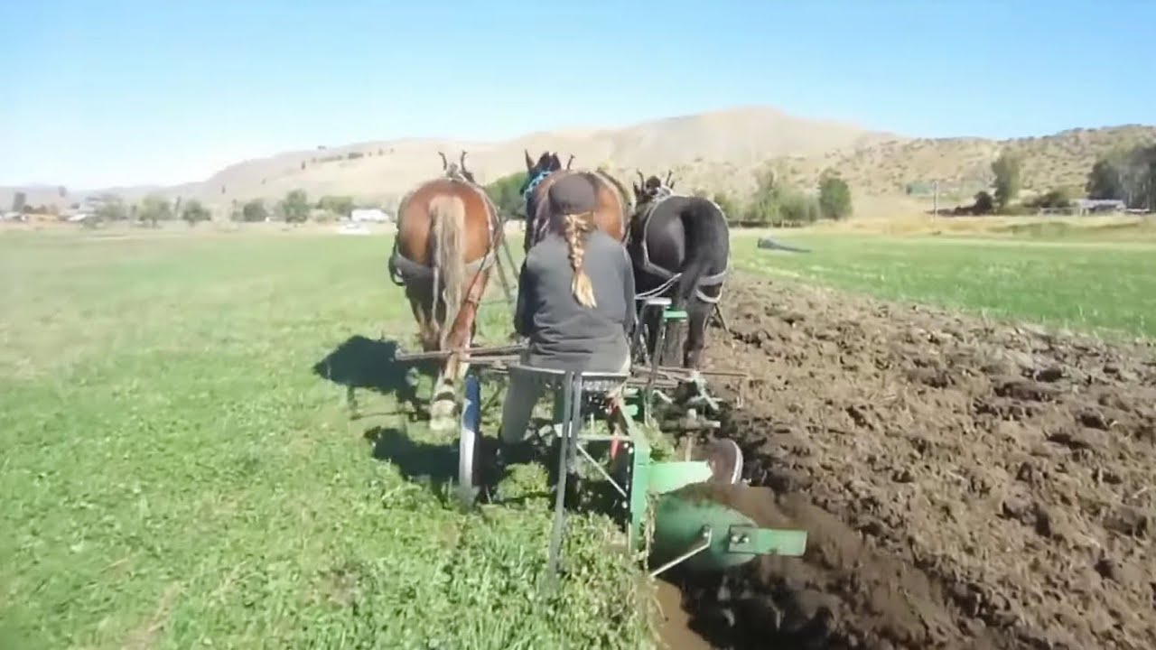Unique horses, horse plowing in different countries of the world/video selection