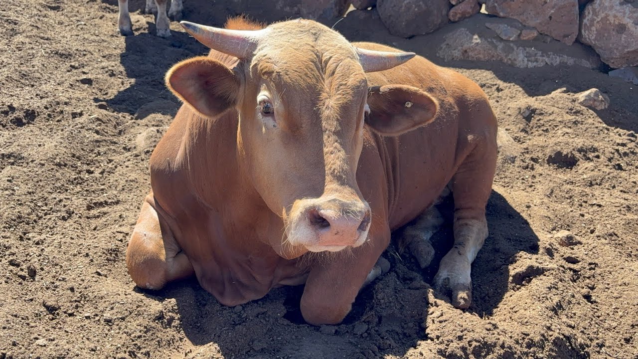 EXELENTE TRABAJO EN EL RANCHO🤠🐮
