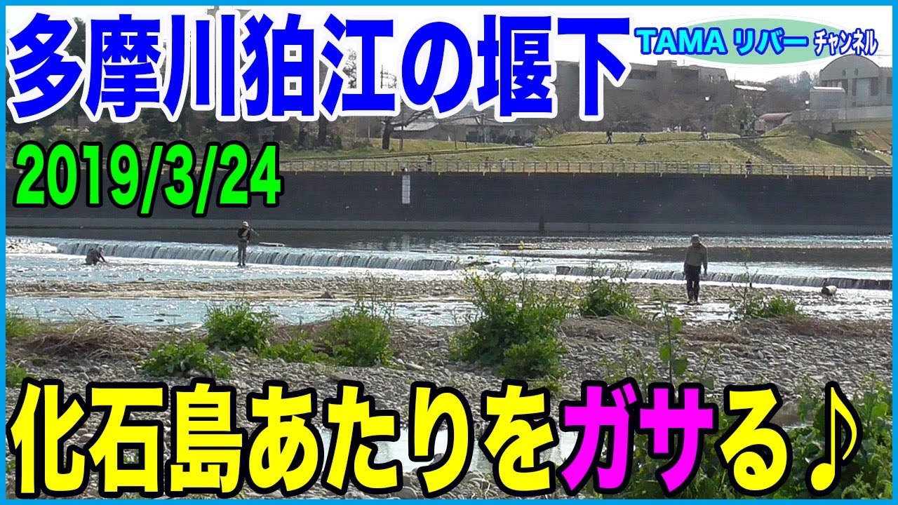 【ガサガサ】多摩川狛江の堰下・化石島周辺ちょいガサ