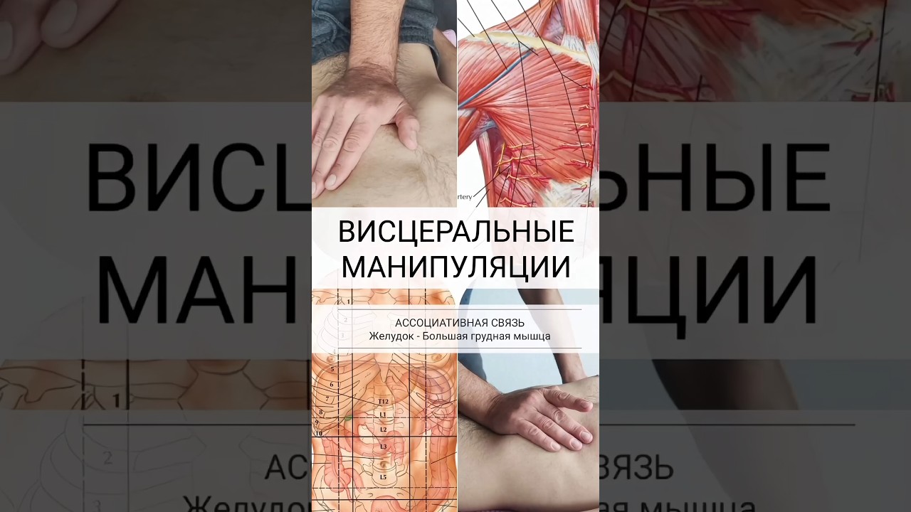 Висцеральная терапия желудка/ Висцеро-моторные связи желудка и большой грудной мышцы/ Массаж живота