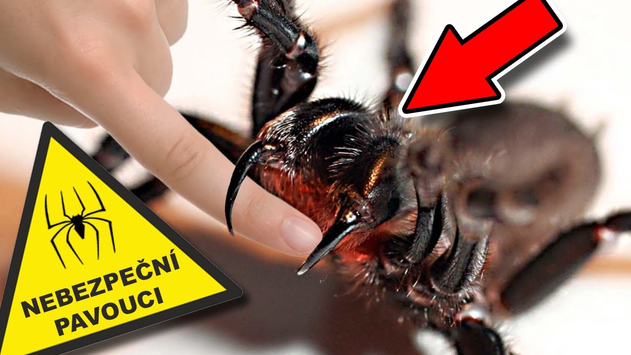 TOP 5 NEJJEDOVATĚJ&Scaron;&Iacute; PAVOUCI NA SVĚTĚ