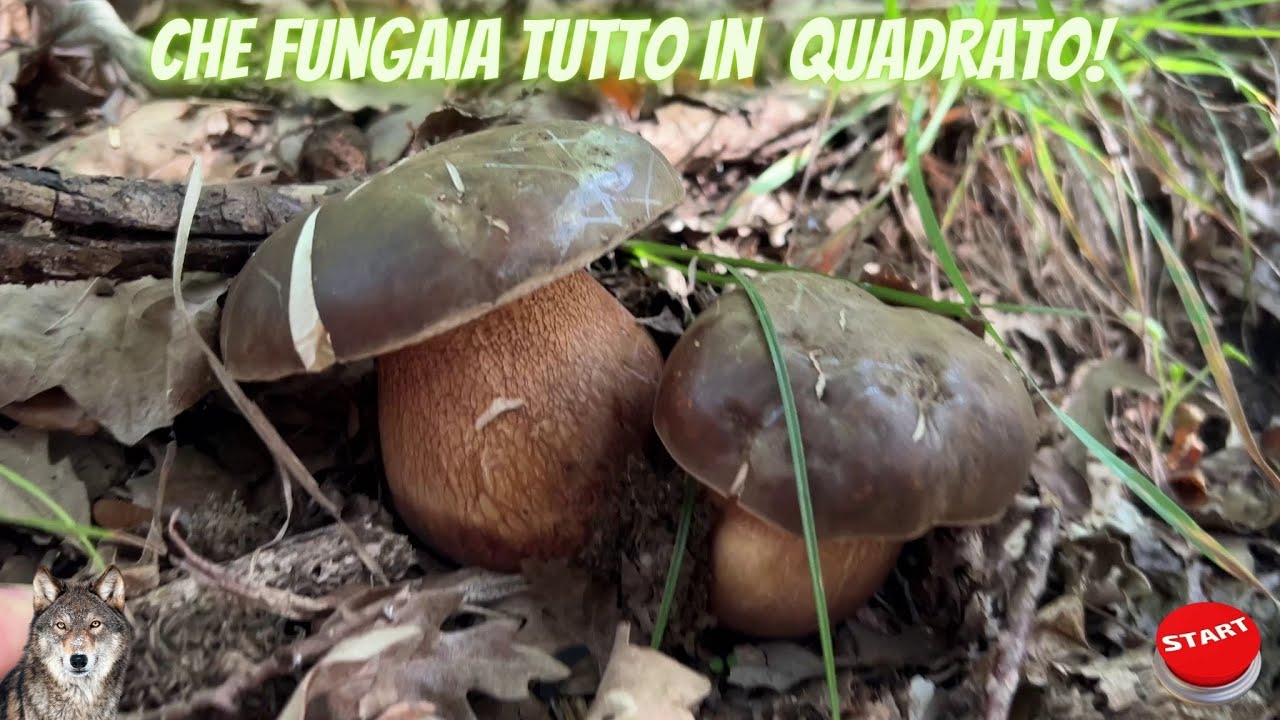 Funghi Porcini un cesto in un solo quadrato