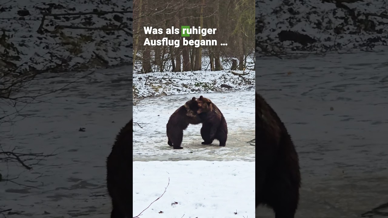 🐻❄️🐻 Freya & Thor: Eisiges Abenteuer im BÄRENWALD Müritz | VIER PFOTEN| VIER PFOTEN| VIER PFOTEN