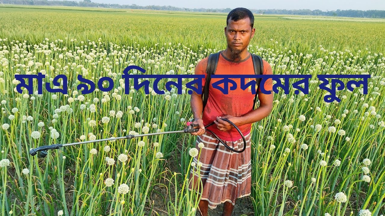 দেখুন কদমের ফুল ফোটার পর কি কি কীটনাশক ব্যবহার করতে হয় প্যাকটিক্যালে দেখুন Onion flower cultivation