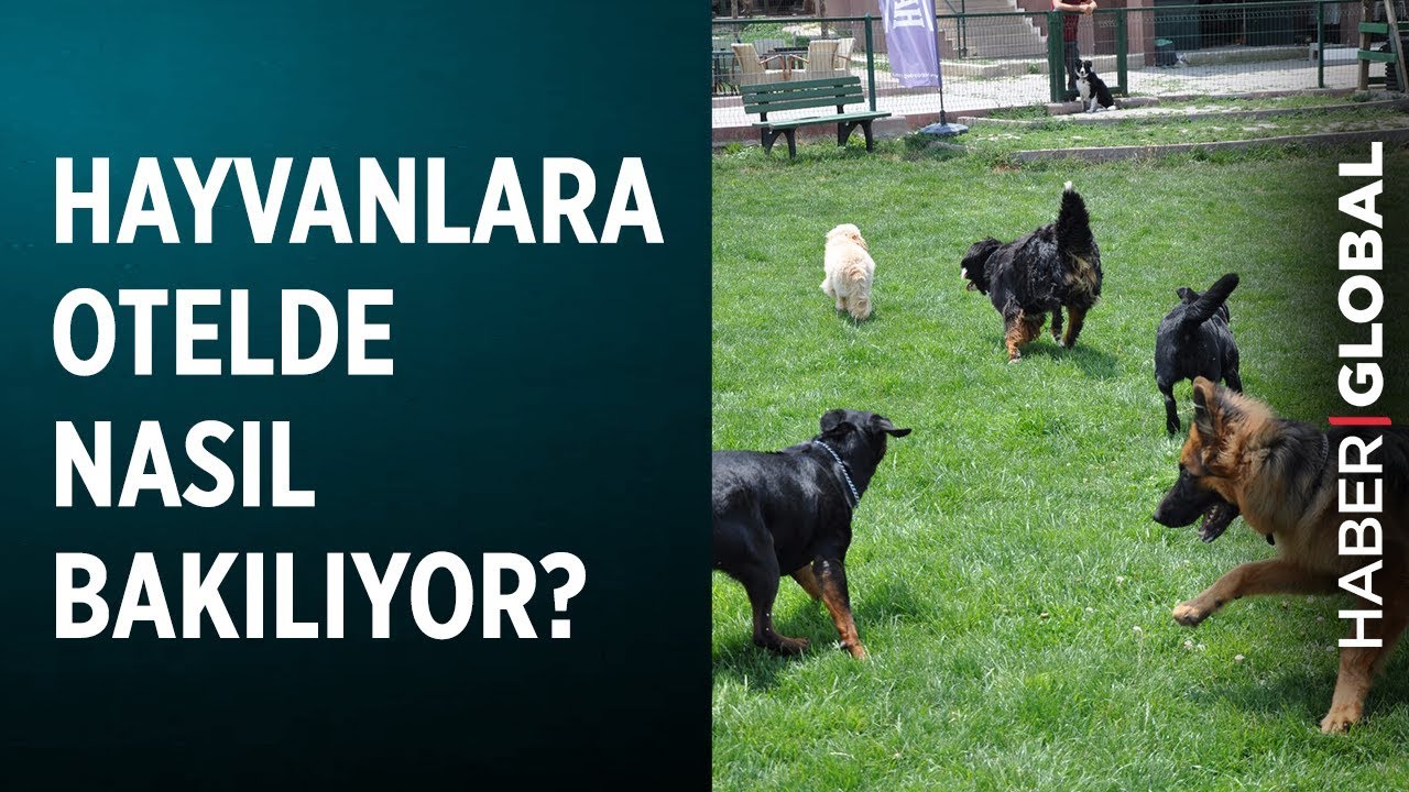 Hayvan Otellerinde Evcil Hayvanlara Nasıl Bakılıyor?