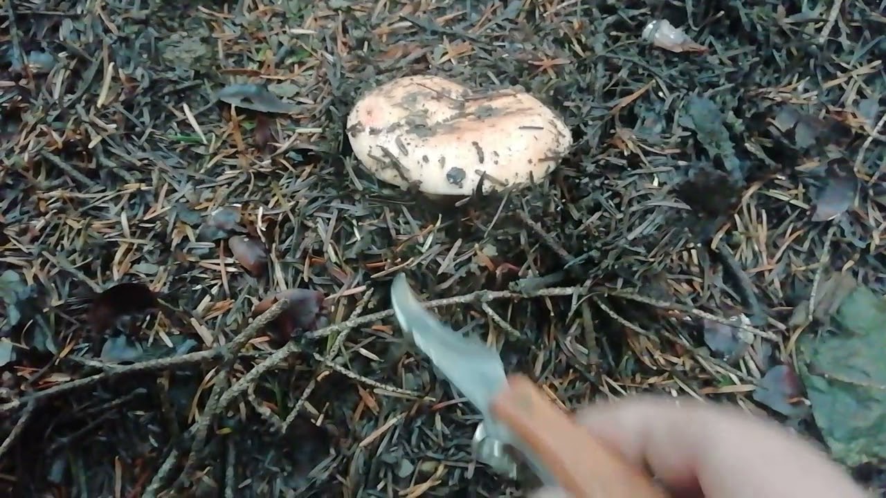 recolectando n&iacute;scalos silvestres 🍄 gu&iacute;a completa de setas comestibles