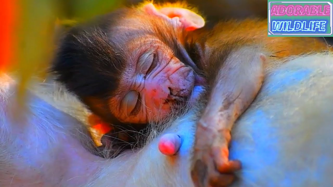 Adorable Baby Monkey Really Needs Much Milk