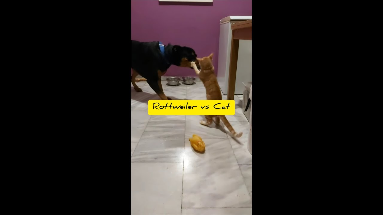 Rottweiler versus Cat they are best friend...ate thess bisaya