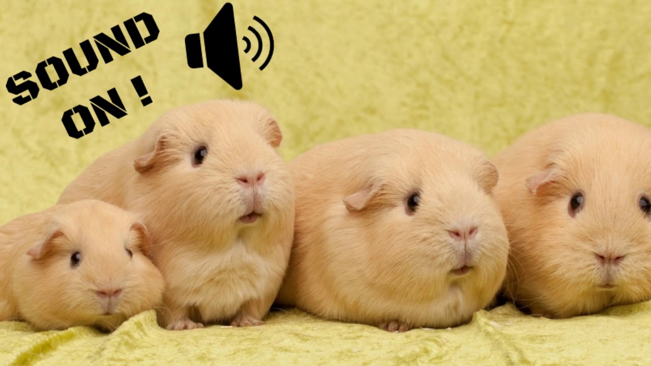 Guinea Pig Sound - The SOund ButtOn