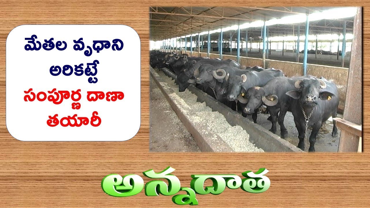 TMR  | Total Mixed Ratio For Complete Nutrition | Dairy Farms || ETV Annadata
