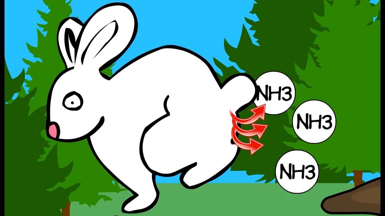 How Does The Nitrogen Cycle Work?