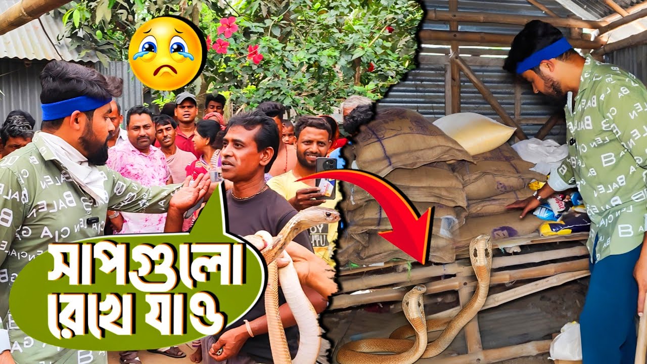উদ্ধার করা সাপগুলো, নিয়ে আসতে বাধা! স্ত্রী সাপের পেট ভর্তি ডিম! ঘরে কিলবিল করছে গোখরো সাপ #cobra