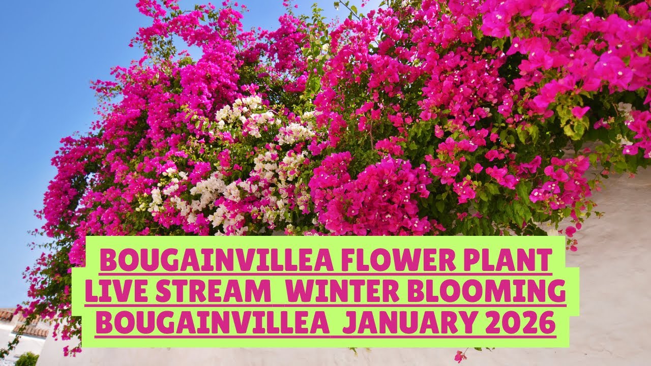 Bougainvillea Flower Plant Live Stream 🌸 | Winter Blooming Bougainvillea | January 2026