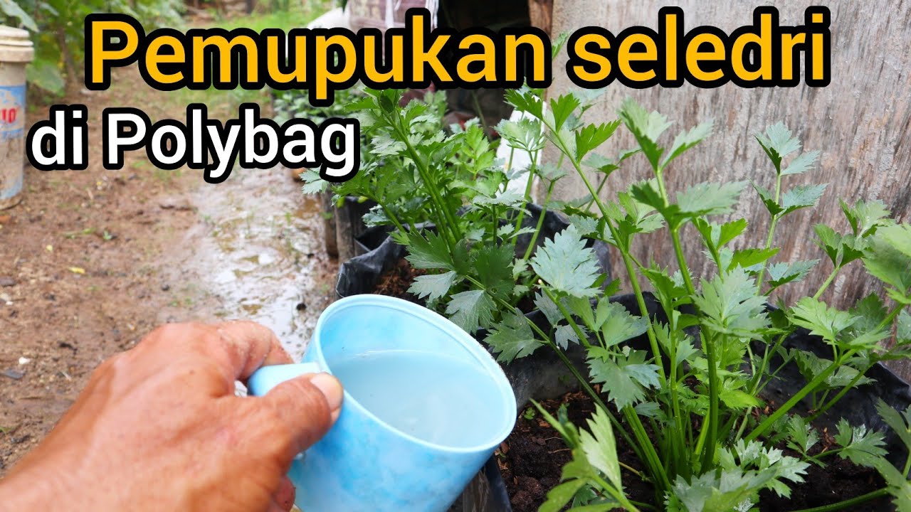 Cara pemupukan susulan seledri di polybag supaya tumbuh subur