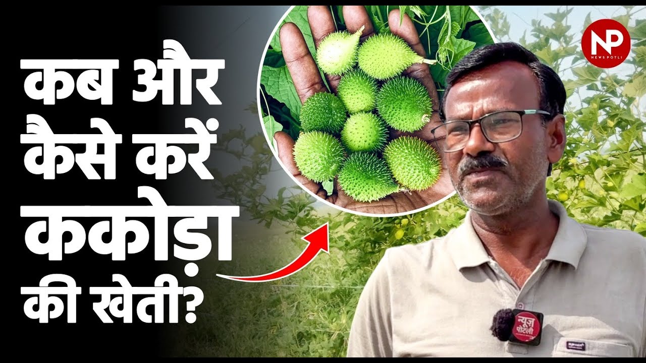 कंटोला की खेती कब और कैसे करें? || Spiny Gourd farming || News Potli