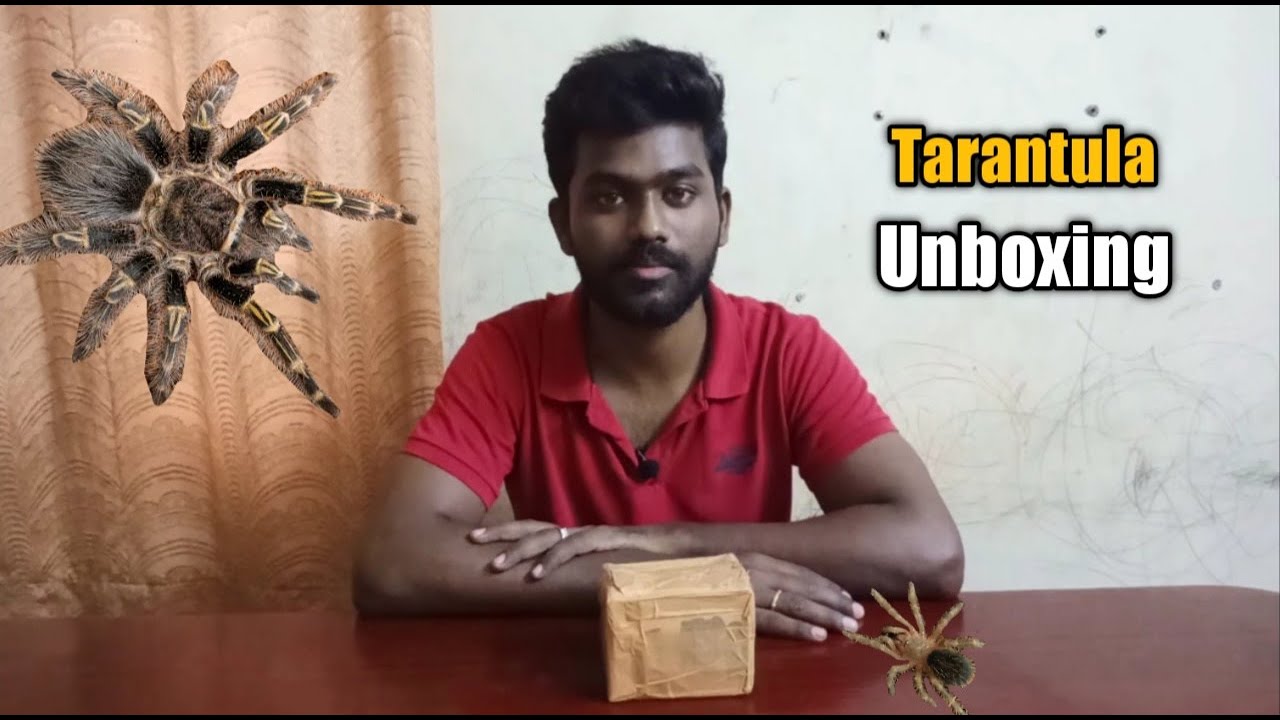 Unboxing Chaco Golden knee Tarantula | Grammostola pulchripes | தமிழில்