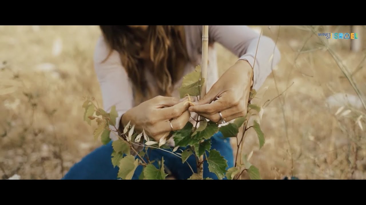 In Search of an Israeli Wine Variety