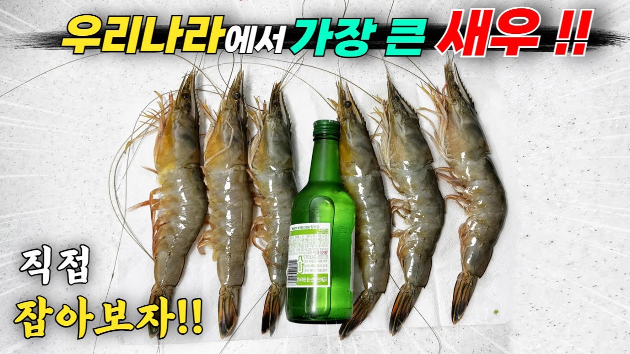 충격! 전 국민들도! 어부들도! 뭔지 모르는 우리나라에서 가장 큰 초대형 새우 직접 잡아서 먹었더니 맛보고 깜짝 놀랐습니다!