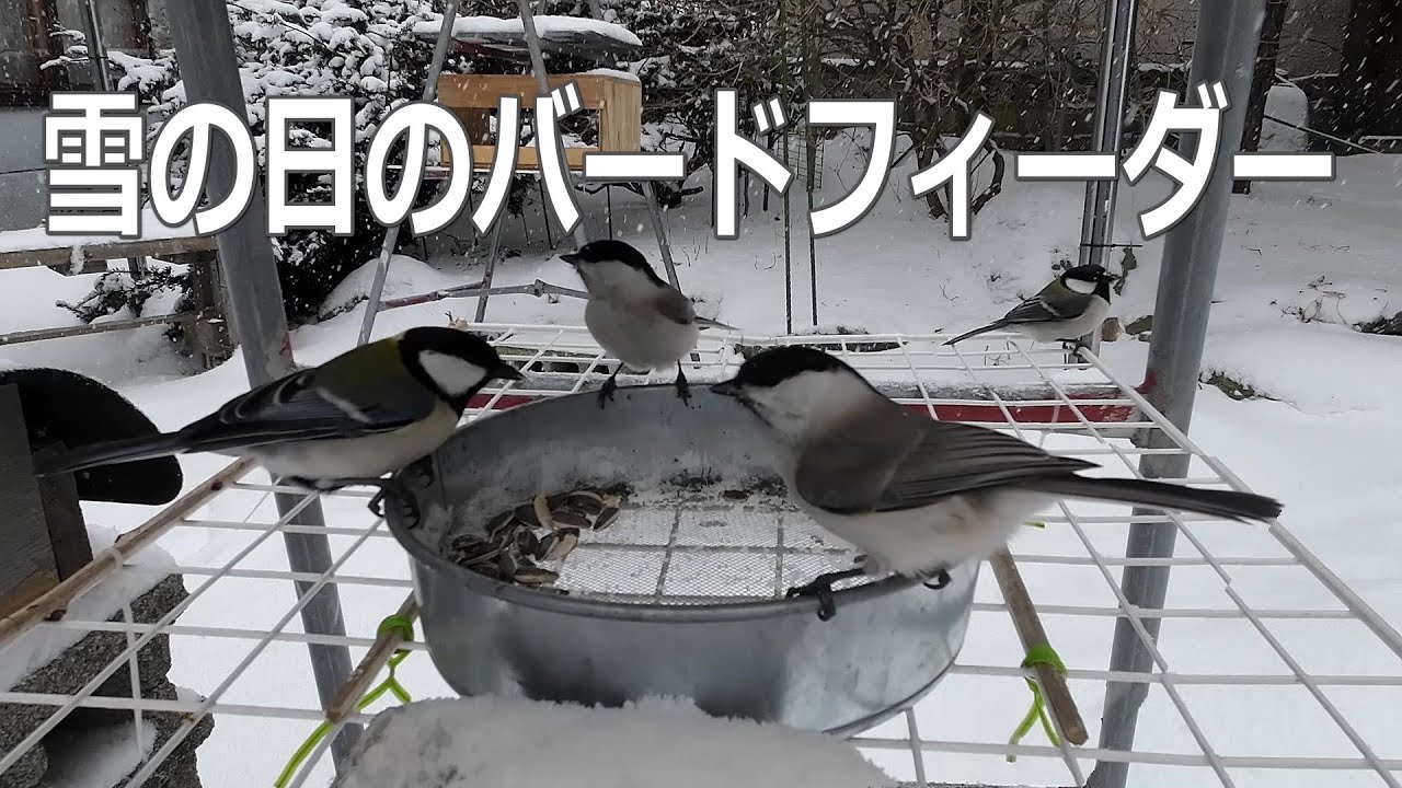 雪の日のバードフィーダー【野鳥たちへの越冬給餌】