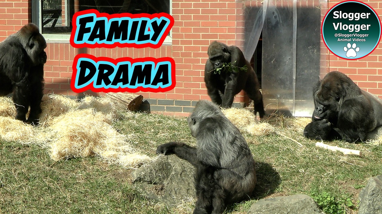 Gorilla Family Drama Punches and Pushes