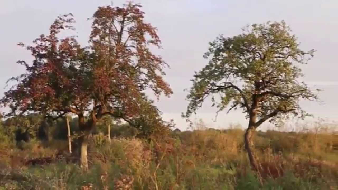 Vente parc de chasse nord de la France, 302 Forêt Investissement