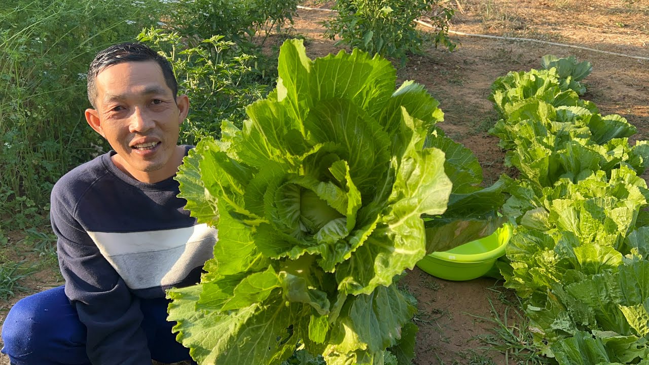 กอเดียวอิ่มทั้งบ้านเก็บผักกาดเขียวปีเตรียมดองครับ