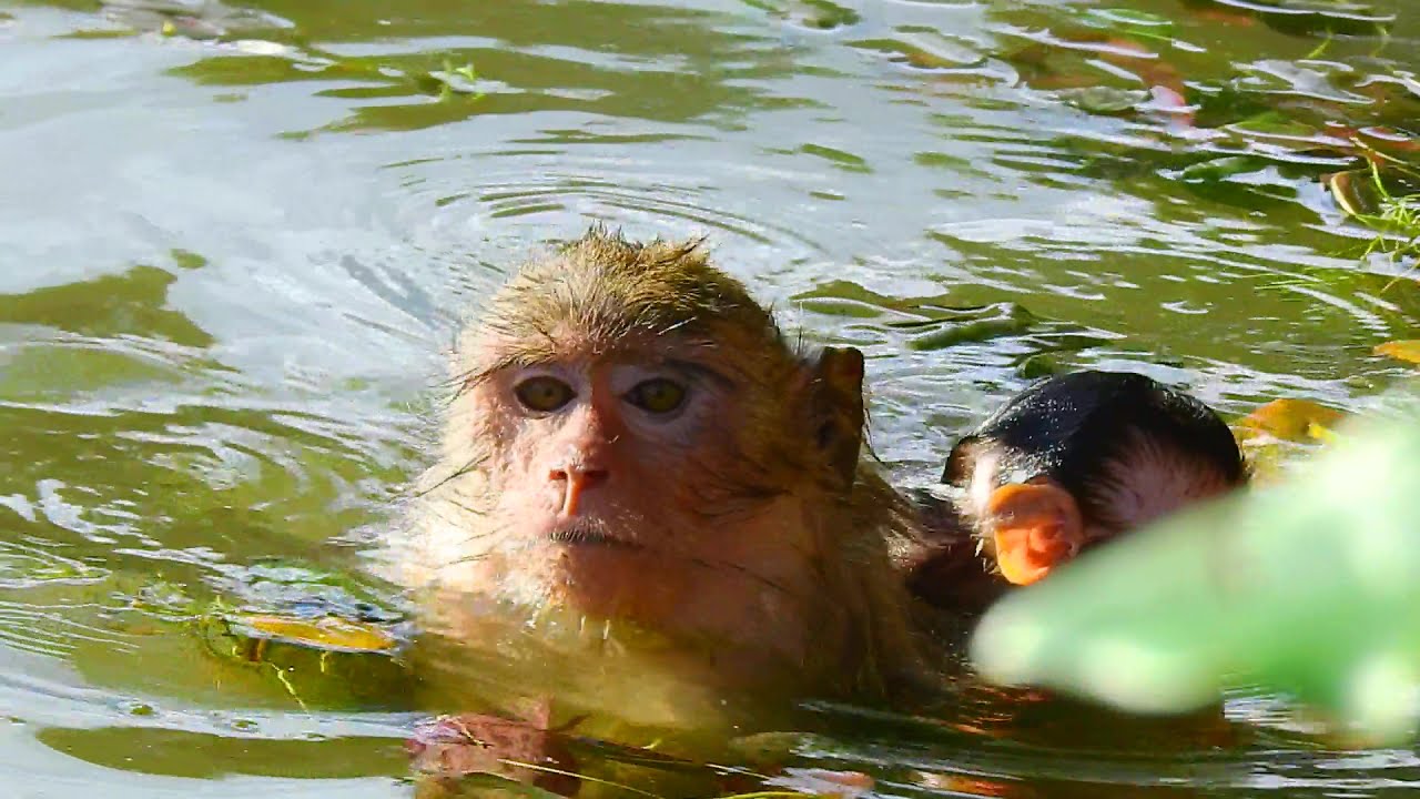 Great Mom Teaches Her Baby to Swim With Confidence
