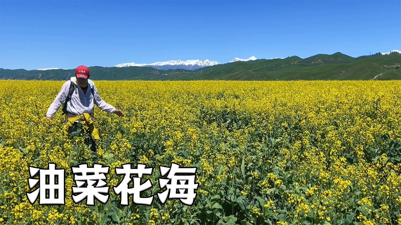 环天山之旅最后一站～终于等到了心念的油菜花，唐布拉雪山在华天的映衬下更美了【行走世界的北京老刘】