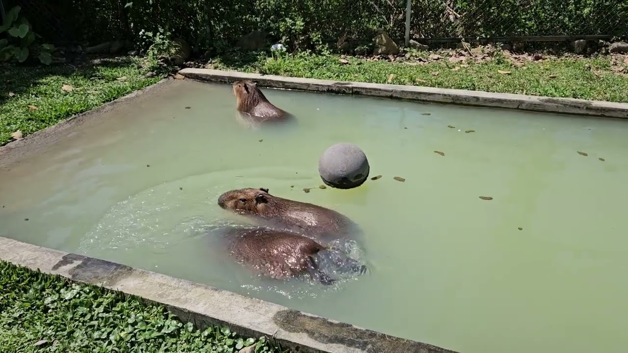 Capybara Café & Restaurant