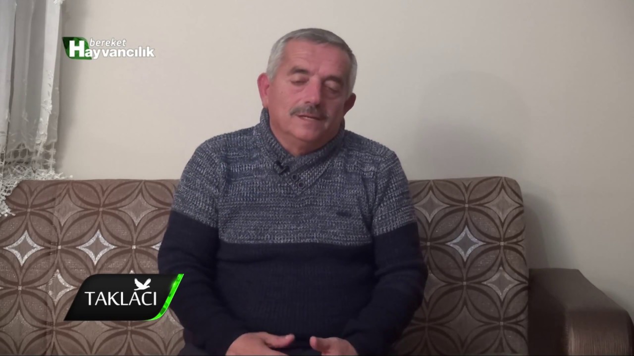 Taklacı - Sivas Güvercinleri Festivali