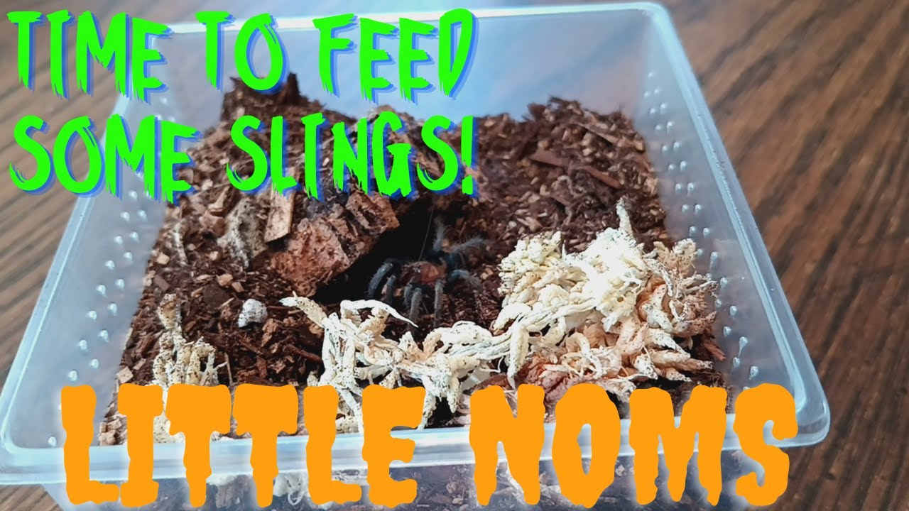 Let's feed some slings today!!!...........Some are camera shy.