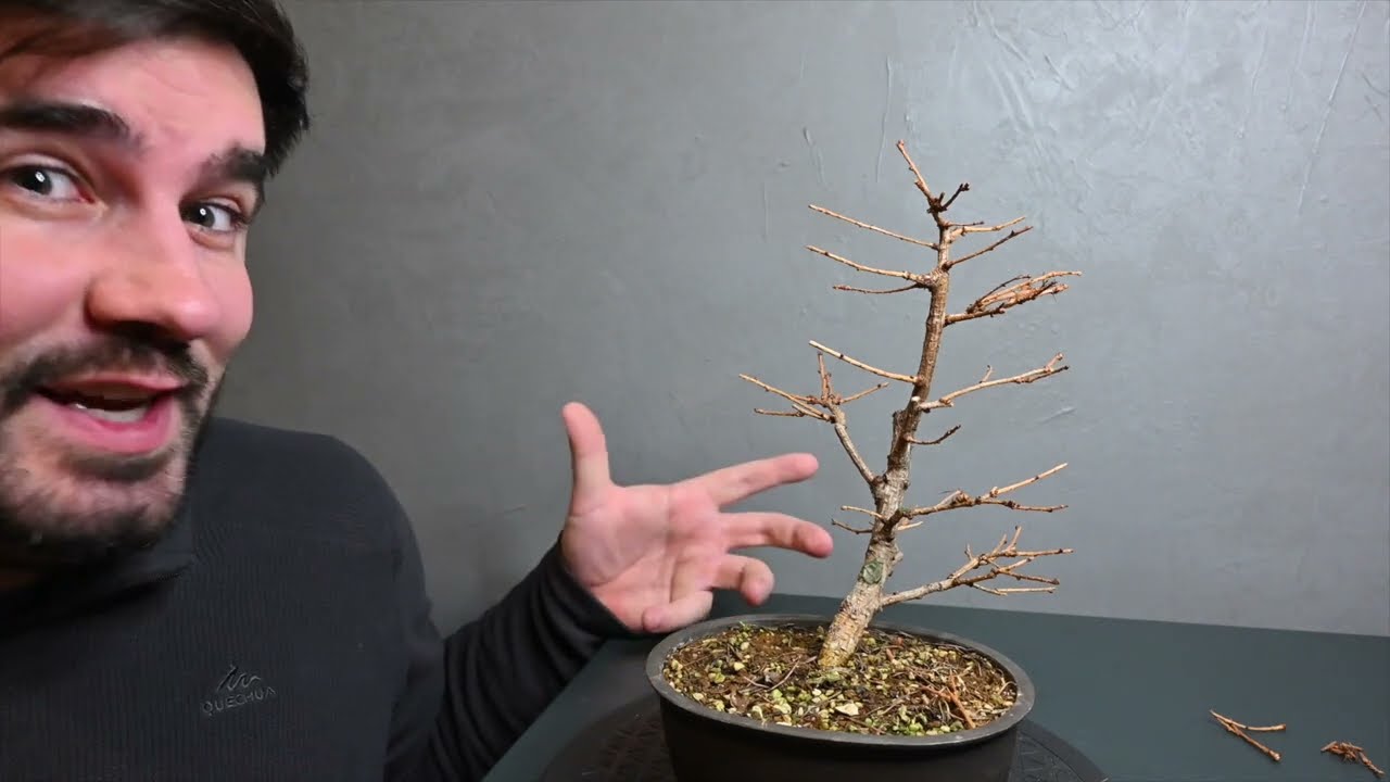 Larix Kaempferi, Astselektion, Formschnitt und nächste Schritte,My Hobby Bonsai, Jan 2023