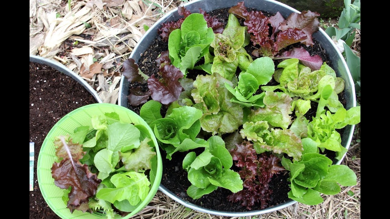 How To Grow Lettuce, Swiss Chard, And Radishes In Containers-Seed Sowing, Soil Prep-Lettuce Harvest