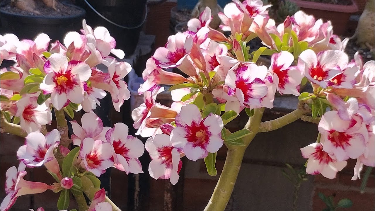 OLÁ PESSOAL BOM DIA 🤗💖💖🥰