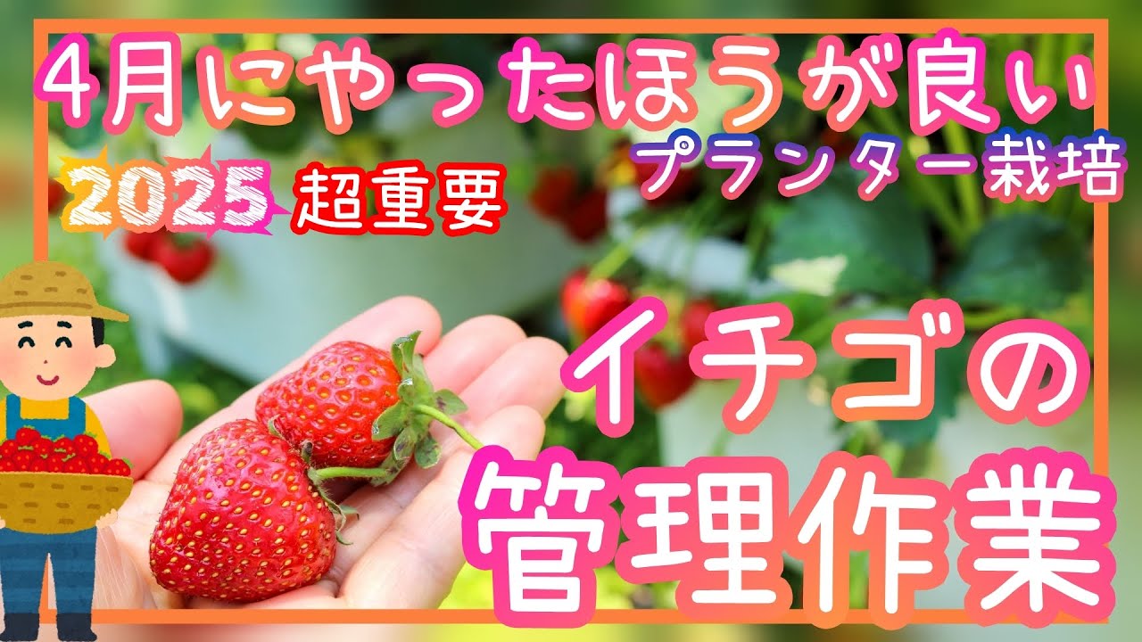 超重要♪イチゴ/4月の管理作業/家庭菜園/プランター栽培/2025年
