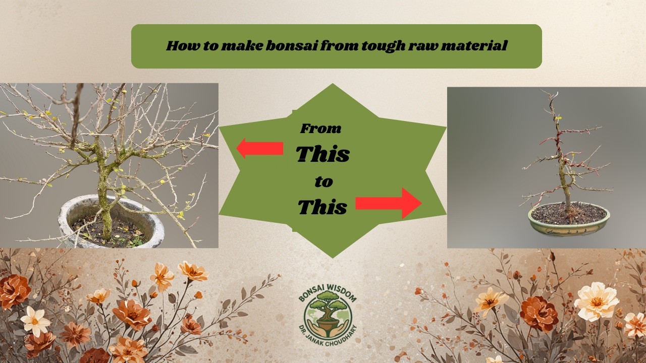 Making bonsai from tough nuresery stock plant