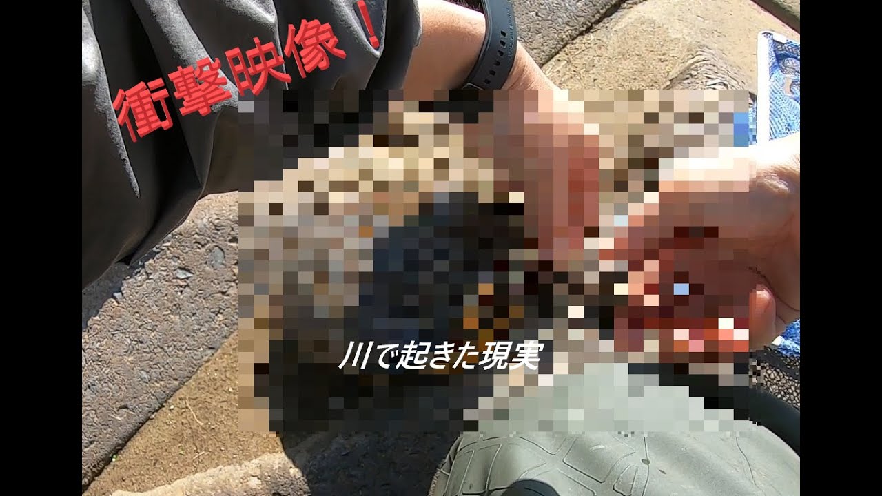 【閲覧注意】釣りをしていたら衝撃的な場面に遭遇した!!　Turtles encountered in the river.