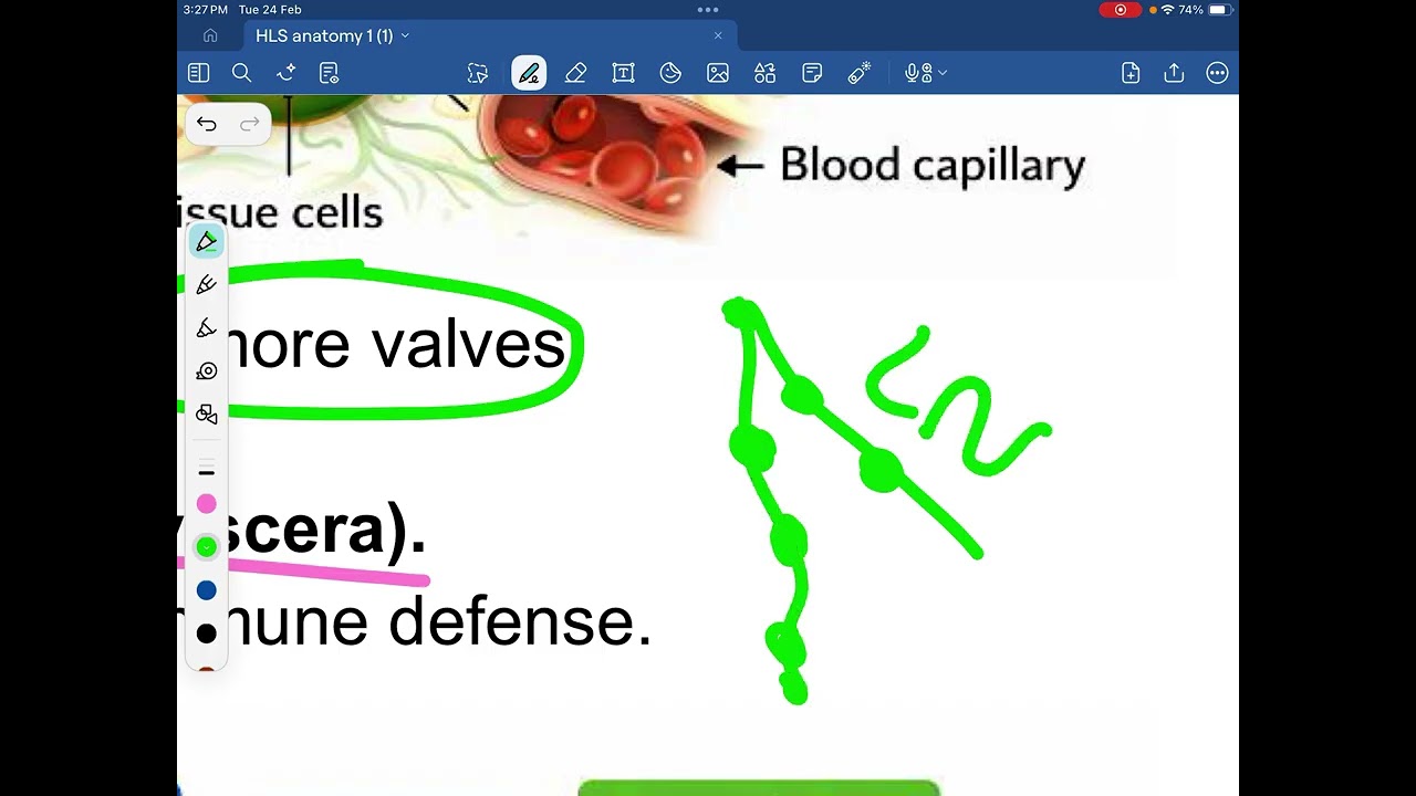 HLS anatomy 1