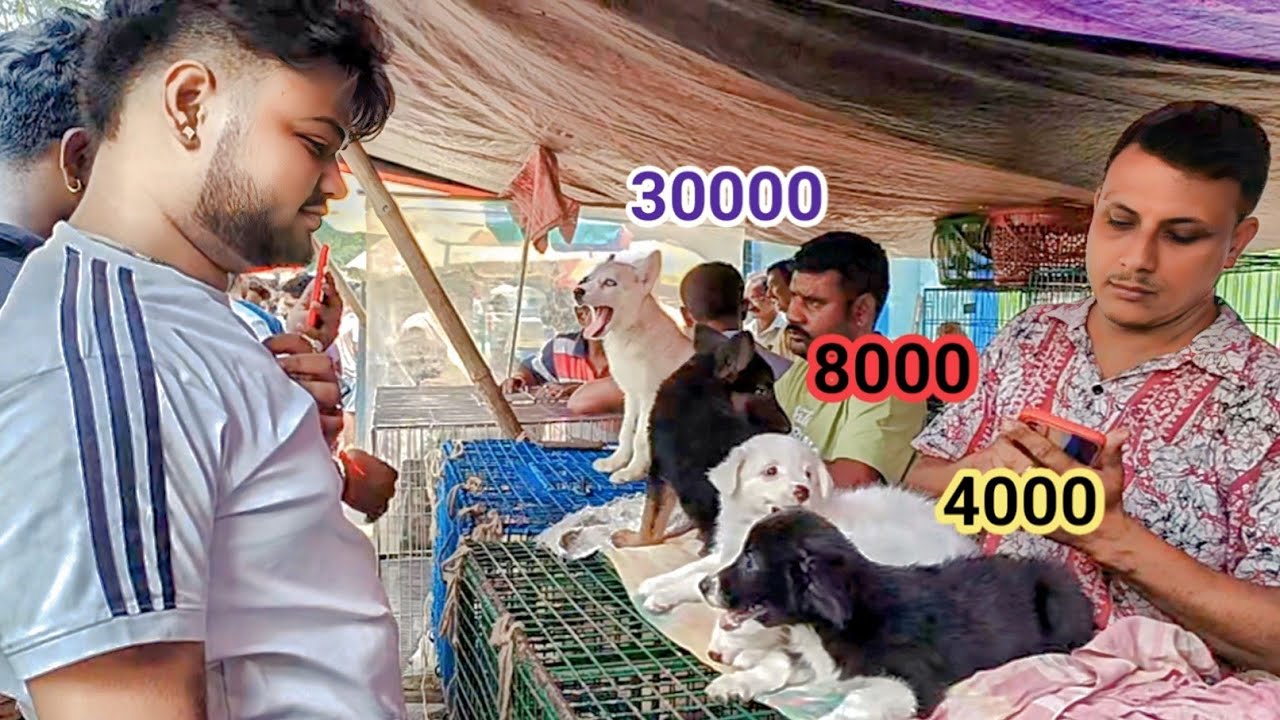 RECENT DOG PUPPY PRICE UPDATE| CHEAPEST PRICE| GALLIF STREET PET MARKET| 24 AUG 2025