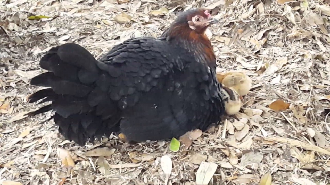 Mother hen protects her chicks from the wind.