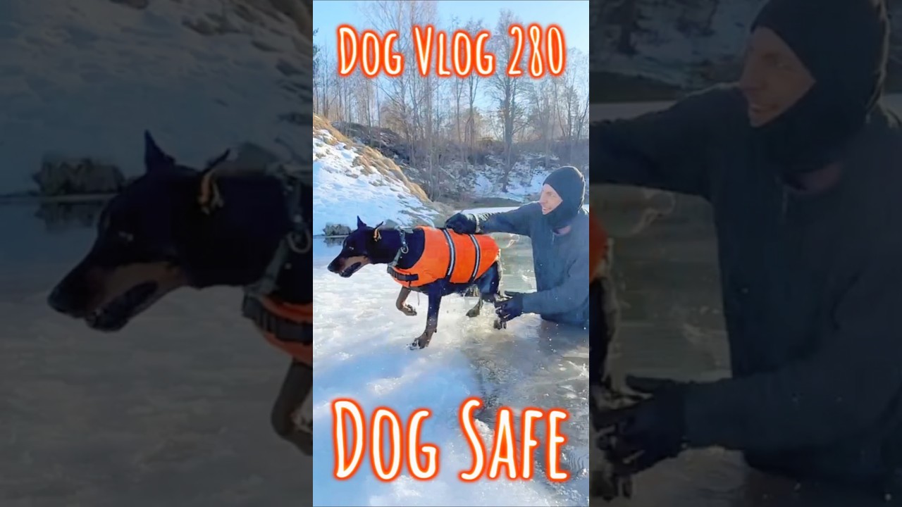 Heroic Dog Rescue from Thin Ice: Winter Survival Tips & Real-Life Safety Guide ❄️🐕 