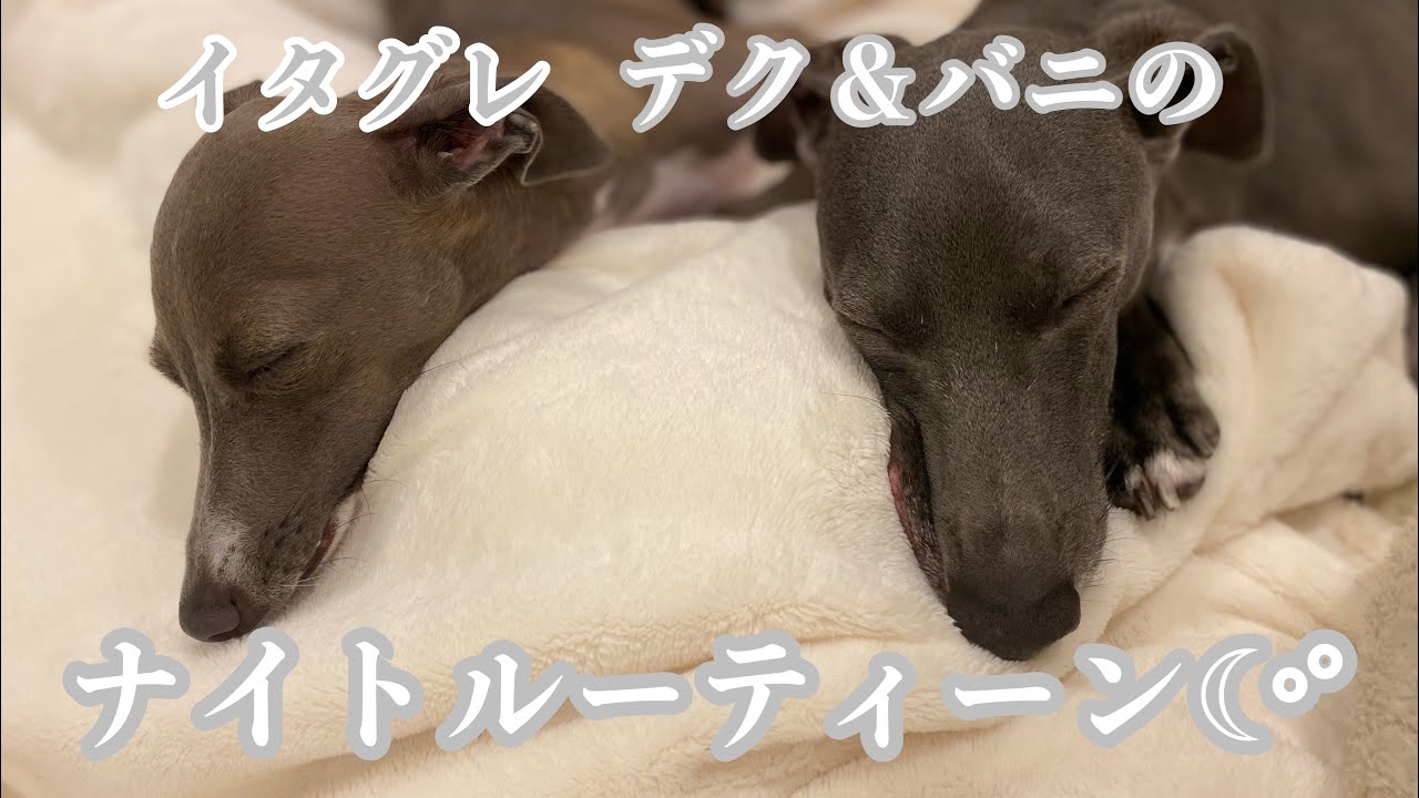 【イタグレ】デクとバニの夕方からの毎日のナイトルーティーンです🌙*ﾟ
