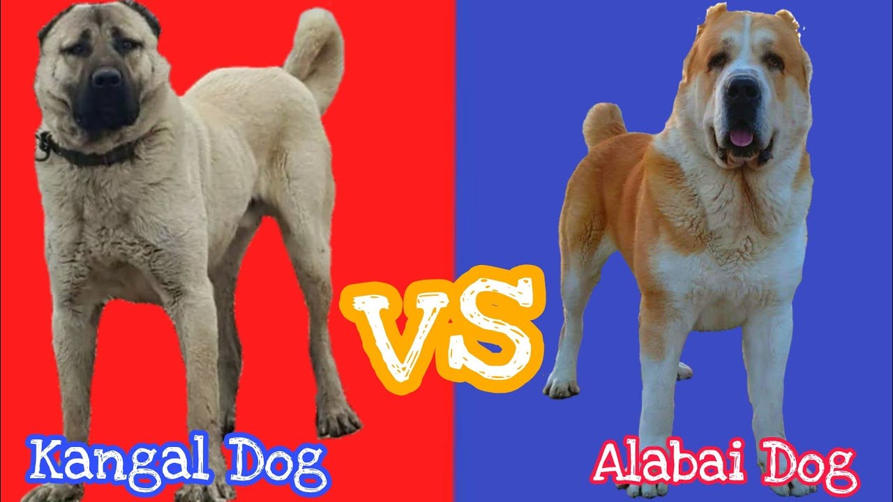 Kangal Vs Alabai Comparison, Palakkadan Pets