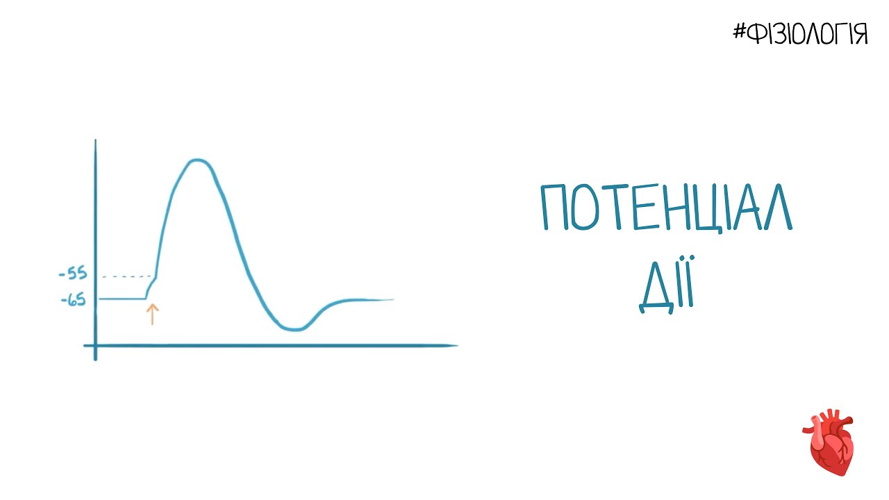 Потенціал дії | Фізіологія