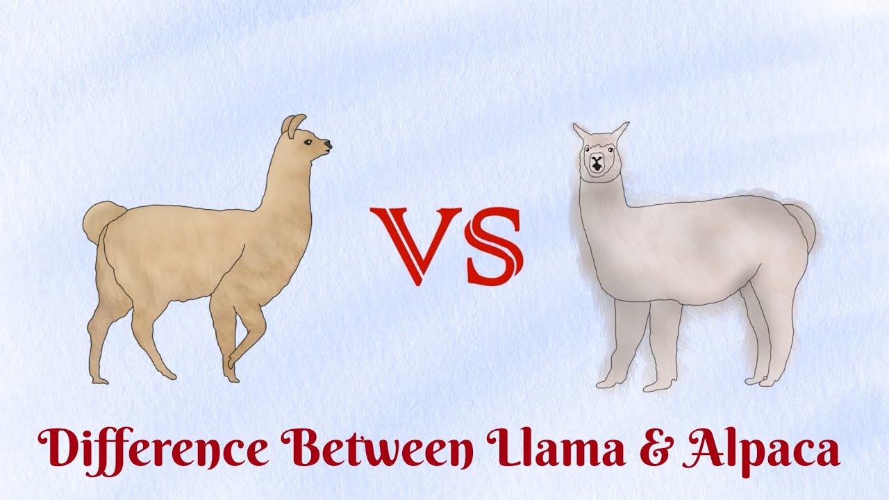Llama VS Alpaca...Who has banana shaped ears?