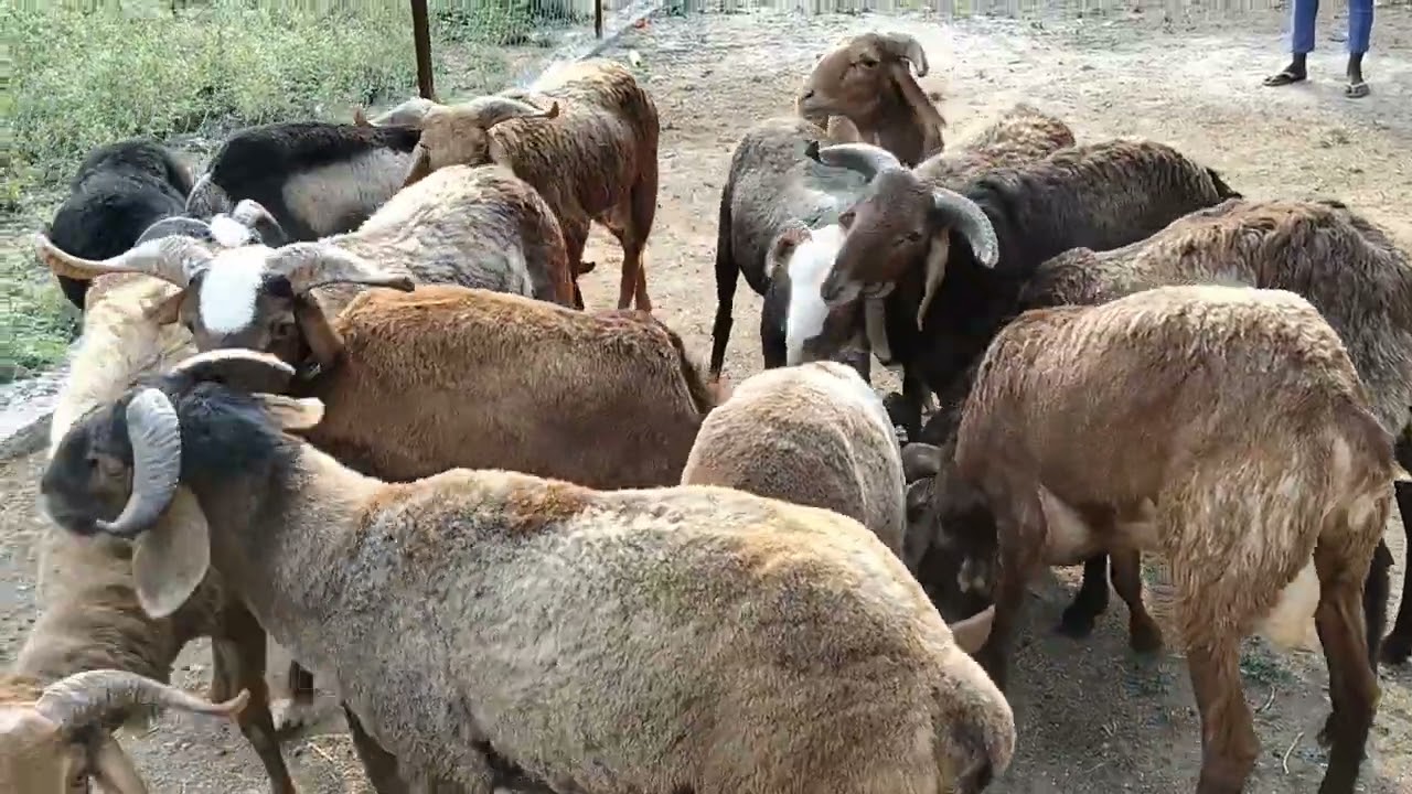 Sindhnur sheeps 