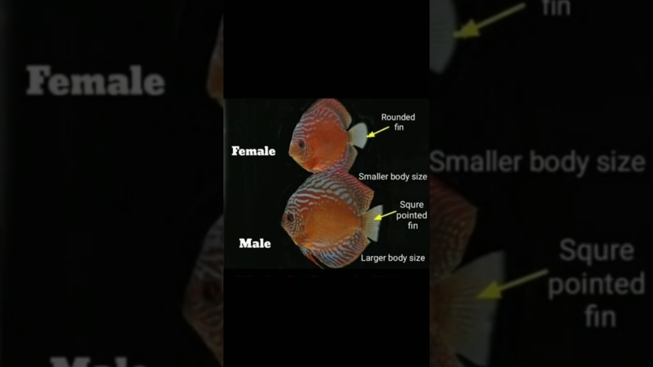 find discus fish male and female// how to identify discus male and female 
